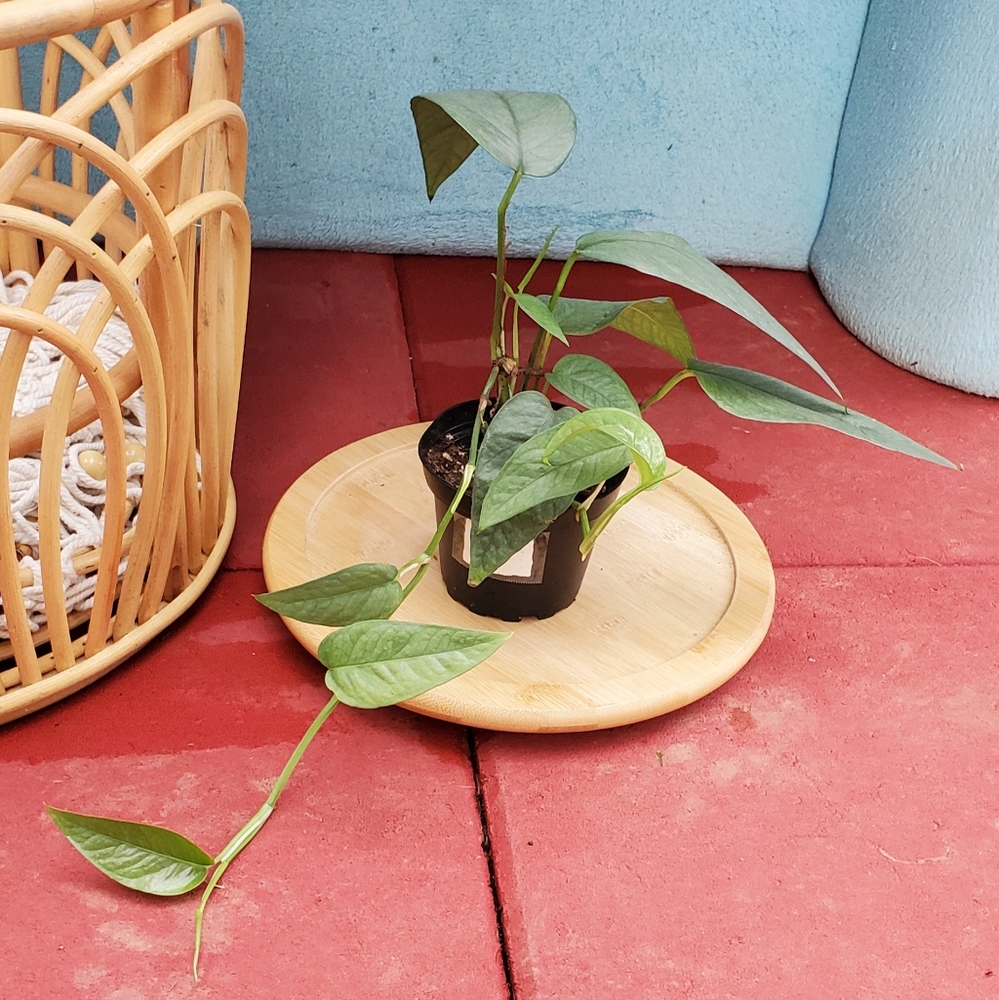 Cebu Blue Pothos 3" pot